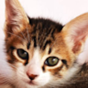 Meet your Posher, Lucelle